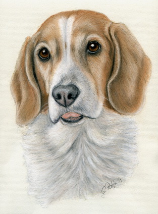 beagle-freier-henry2