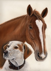 pointer-pferd-klekawka2 Kopie